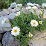 Kır Papatyası Aster alpinus – Karışık Renklerde 10 Adet