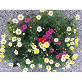 Kır Papatyası Aster alpinus – Karışık Renklerde 5 Adet