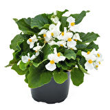 Begonya – Begonia Beyaz Renk 10 Adet