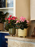 Begonya – Begonia Pembe Renk 10 Adet