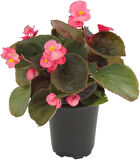 Begonya – Begonia Pembe Renk 10 Adet