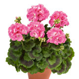 Sardunya Çiçeği Pembe Renk 10 Adet