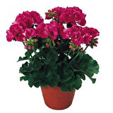 Sardunya Çiçeği Pembe Renk 10 Adet