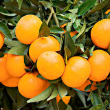Satsuma Mandalina Fidanı  2  Adet 3 Yaş Tüplü ve  Aşılı