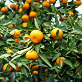 Satsuma Mandalina Fidanı  2  Adet 3 Yaş Tüplü ve  Aşılı