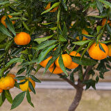 Satsuma Mandalina Fidanı  2  Adet 3 Yaş Tüplü ve  Aşılı
