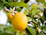 Yediveren Limon Fidanı 2 Adet 3 Yaş Tüplü ve Aşılı