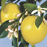 Yediveren Limon Fidanı 2 Adet 3 Yaş Tüplü ve Aşılı