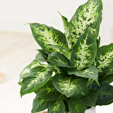 Dieffenbachia Compacta - 20-30 cm 2 Adet