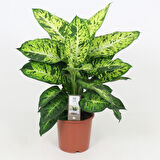 Dieffenbachia Compacta - 20-30 cm 2 Adet