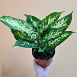 Dieffenbachia Compacta - 20-30 cm 2 Adet