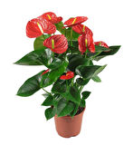 Anthoryum  - Flamingo Çiçeği (Anthurium) 3 Adet