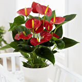 Anthoryum  - Flamingo Çiçeği (Anthurium) 2 Adet