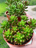 Sedum rubrotinctum – Jelibon Sukulent  90 Adet