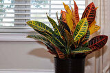 Kraton – Croton Petra 20-30 cm 3 Adet