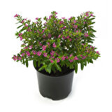 Kufeya -Cennet Çiçeği Mix  Pembe-Beyaz 20 Adet