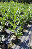 Zakkum -  Nerium Oleander  5 Adet