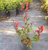Bodur Alev Çalısı Photinia Red Nana 50 Adet
