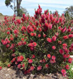 Fırça Çalısı (Callistemon Laevis)
