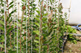 Fırça Çalısı (Callistemon Laevis)