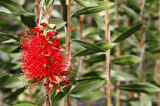 Fırça Çalısı (Callistemon Laevis)  3 Adet
