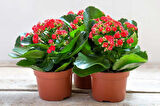 Kalanşo Çiçeği – Kalanchoe 8 Adet