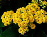 Kalanşo Çiçeği – Kalanchoe 10 Adet Sarı