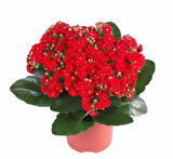 Kalanşo Çiçeği – Kalanchoe 10 Adet Kırmızı