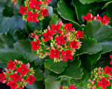 Kalanşo Çiçeği – Kalanchoe 3 Adet Kırmızı