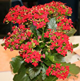 Kalanşo Çiçeği – Kalanchoe 3 Adet Kırmızı