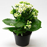 Kalanşo Çiçeği – Kalanchoe 10 Adet Beyaz