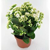 Kalanşo Çiçeği – Kalanchoe 10 Adet Beyaz