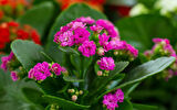 Kalanşo Çiçeği – Kalanchoe 10 Adet Pembe