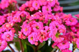 Kalanşo Çiçeği – Kalanchoe 10 Adet Pembe