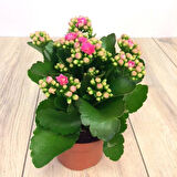 Kalanşo Çiçeği – Kalanchoe 10 Adet Pembe