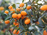 Kumkuat (Kamkat) Citrus Fortunella 3 Yaş Tüplü ve Aşılı