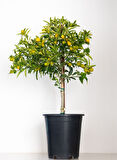 Kumkuat (Kamkat) Citrus Fortunella 3 Yaş Tüplü ve Aşılı