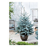 Mavi Ladin (Picea Pungens Glauca) 3 Adet 100 cm