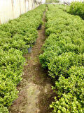 Şimşir Çit Bitkisi Buxus Sempervirens Rotundifolia