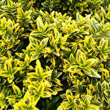 Altuni Çıtır Taflan - Euonymus Microphyllus Pulchellus Aureus (Celastraceae) 3 Adet
