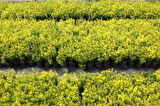 Altuni Çıtır Taflan - Euonymus Microphyllus Pulchellus Aureus (Celastraceae) 3 Adet