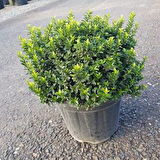 Altuni Çıtır Taflan - Euonymus Microphyllus Pulchellus Aureus (Celastraceae) 50 Adet