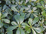 Pittosporum Çalısı
