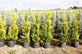 Limoni Servi (Cupressus Macrocarpa Goldcrest)