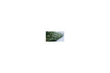 Yeşil Leylandi Cupressocyparis leylandii (CUPRESSACEAE) 5 Adet