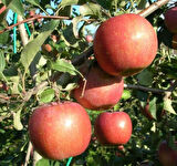 Fiju Kuki Elma Fidanı 3 Adet