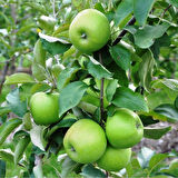Granny Smith Elma Fidanı