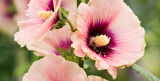 Gülhatmi (Alcea rosea) 50-70 cm