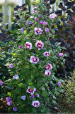 Gülhatmi (Alcea rosea) 50-70 cm