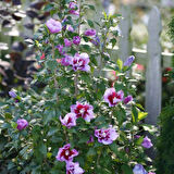Gülhatmi (Alcea rosea) 50-70 cm